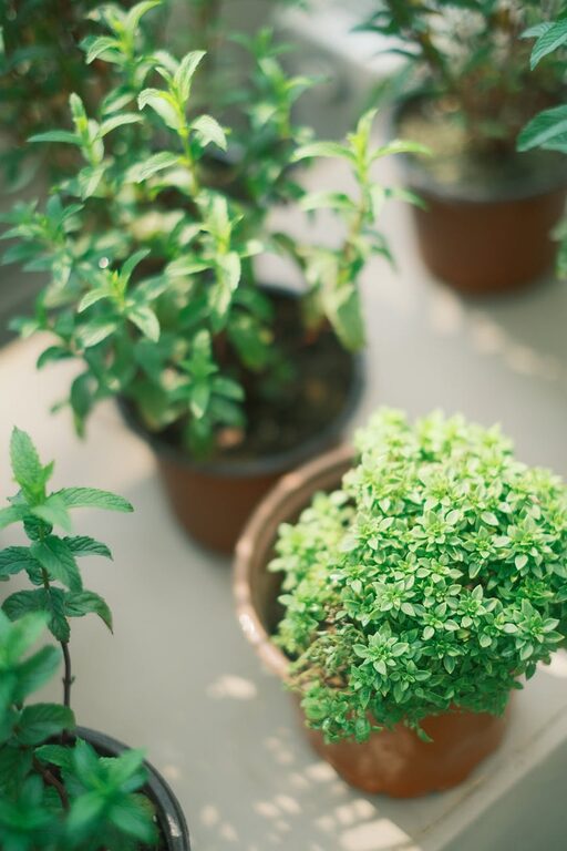 Poradnik krok po kroku: jak założyć ziołowy ogródek na balkonie